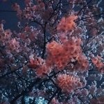 벚꽃구경