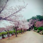 [EXO] 우리학교 <b>정문</b>부터랑 뒷산에 벚꽃폈는데