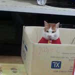 <b>진정</b>한 개냥 이란~