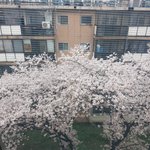 <b>내방</b> 창문앞에 벚꽃폈어