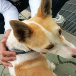 강아지 주인찾습니다. 경남 <b>창원</b> (두대 - <b>창원</b>세코)