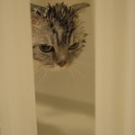 [유봉이네] 여냥이들의 위계질서