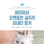  케이지에 갇혀 버려져 뼈만 앙상하던 <b>밍키</b>의 가족이 되어주세요.
