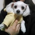 [강아지] 말티즈 <b>수컷</b> 8살 찾습니다..