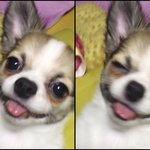 [쟈스민<b>심바</b>] 장모치와와 <b>심바</b>와 말티즈 쟈스민 웃는모습들입니당~