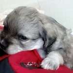 [단풍] *추가* <b>믹스</b>견 단풍이 성장일기:) 많이 봐주세요