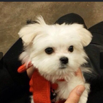 [EXO] 오늘 별캐스트 특별 손님 게스트 는 ...