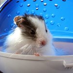 [리챔로스팜] [햄스터][스팸리챔로스팜]스팸 리챔 로스팜 - 근황...