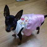 꽃 처녀~!! 천상여자 초코 <b>여시</b>! >.<