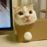 <b>상자</b>에 집착하는 고양이 모음