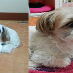 경기도이천. <b>시추</b>.아지를 찾습니다(외면하지 말아주세요ㅠ_ㅠ)