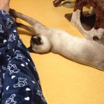 [꽃보다쿤이] 꽃미냥 쿤이 이야기 - 봄 타는 고양이 -