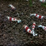 [생선] 새우 기르는 얘기 어때요? ①