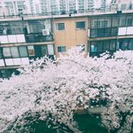 내방창문<b>앞</b>에 <b>벚꽃</b>폈다는 글쓴인데
