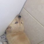 혼나고 눈치보는 강아지 <b>모음</b>