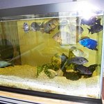 [생선] 제가 기르는 고기들입니다.