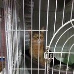 길에서 밥동냥하다 구조된 아나비시안냥이 아톰이(입양완료)