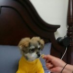 [단풍] <b>믹스</b>견 단풍이 성장일기:) 많은 관심 감사합니다. 단풍...