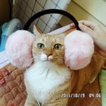 [<b>앙큼</b>한재비] <b>앙큼</b>이의 <b>앙큼</b>한 변장술