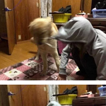 [바우바우] [바우바우]주인아 <b>산책</b>시켜라!!!