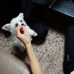 [동안견쿠] 고양이인듯 고양이아닌 강아지 '쿠'