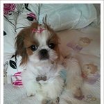 여자친구 개를 죽였는데 <b>처벌</b>을 안받고 있다니요..