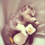 인형<b>안고</b> 자는 귀여운 강아지