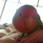 [모란앵무] 품에 작은 새한마리 :<b>d</b> 모란앵무 사랑