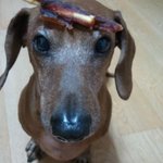 우리집 <b>할배</b>의 편안한 노후