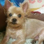 [재돌이] 6개월 시한부선고를 받은 재돌이 2번째이야기.