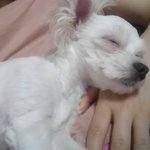 사막여우 같은 우리 집 말티 <b>몽쉘</b>이^^