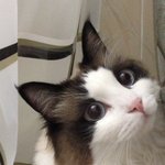 [탑과라떼] 라떼의 미모완성,그리고 털뿜