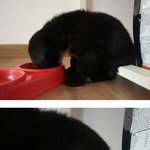 [<b>믹스</b>견콜라] 폭풍성장중인 <b>믹스</b>견콜라