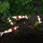 새우들의 식사시간