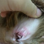 [제발댓글좀] 강아지 귀 안이 이상해요 ㅠㅠ 꼭 봐주세요 ㅠㅠ