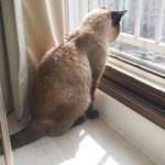[길삼이] 혀궤양에 걸린채 버려진 길삼이 그리고 시도.