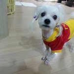 강아지 종합백신 비용이요~~~
