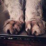 인형같은 고양이 <b>앞발</b> 사진들