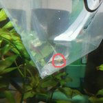 [생선] <b>새우</b> 기르는 얘기 어때요? ③