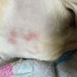 <b>애견</b>호텔에 애기 맡겼다찾았는데 맞은것 같아요