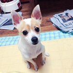 부산에서 데려온 유기견 여우같은 <b>초롱</b>이
