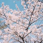 [EXO] 나는 어제 찍은 벚꽃사진