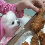 [심심이랑놀자] 개삐짐