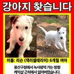 [댓글부탁]  강아지 찾습니다 6개월 암컷 <b>흰색</b> 이태원에서 잃어버렸어요
