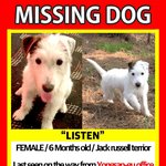 dog / jack russell terrier / <b>white</b> dog