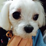 <b>대전</b> 판암동에서 잃어버린 말티즈를 찾습니다