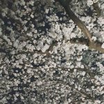 [EXO] 찬열이누나신종엑소엘인증