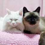 집사들이 덥는 이불이 궁금타 (댓글 원츄~~~~)