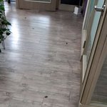 사무실 고양이님 9 (메인쿤) 봄꽃놀이~