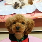 [댓글부탁] 주인 무는강아지!! 제발 도와주세요~!!